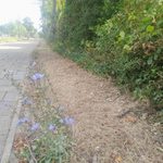 Geen druppel water meer voor Haags groen